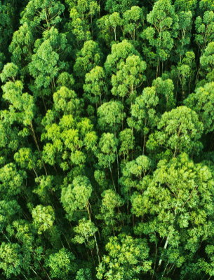 Boost forest health and resiliency