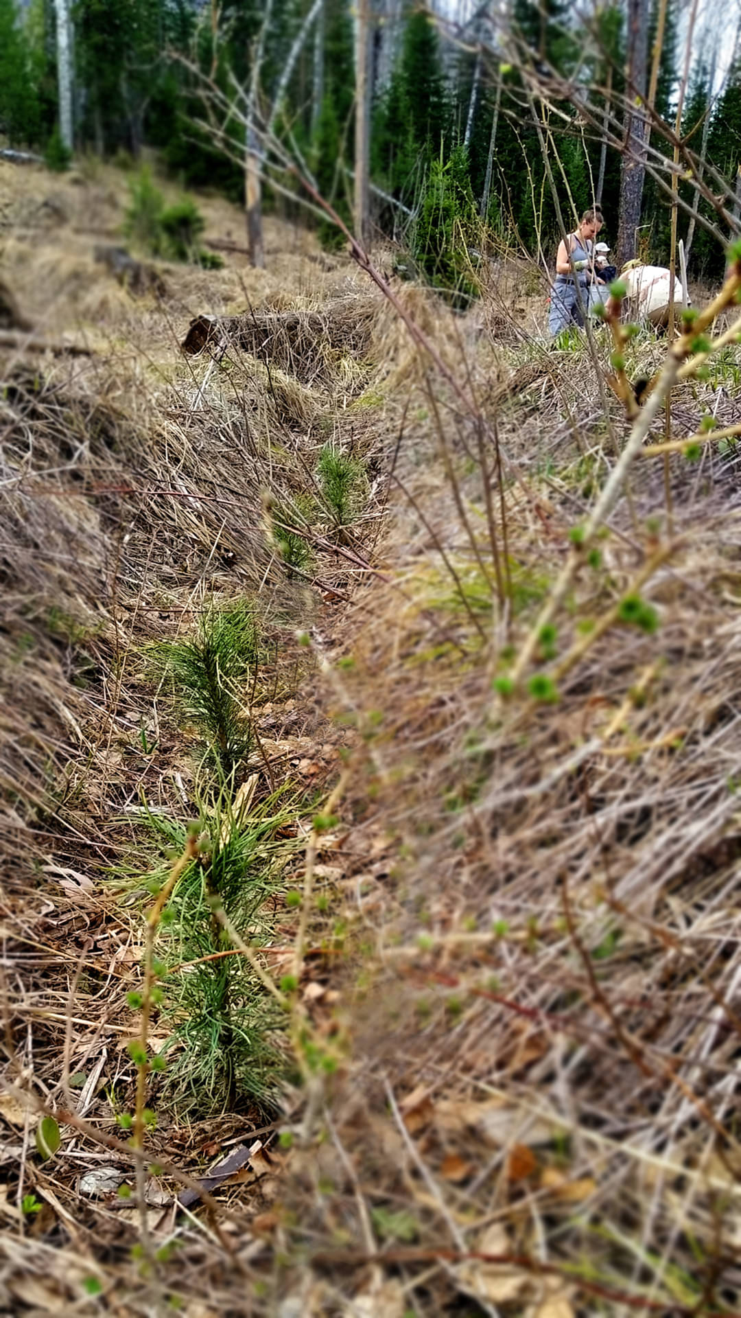 Planting cedars