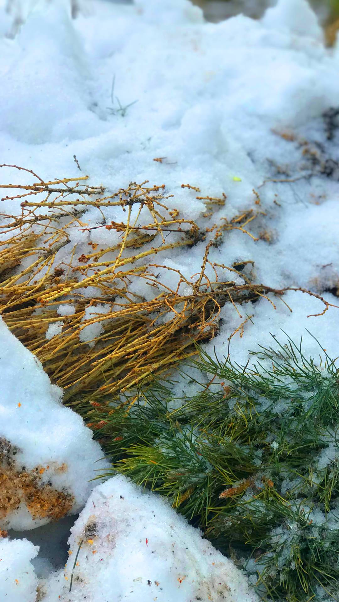 Cedars and larches